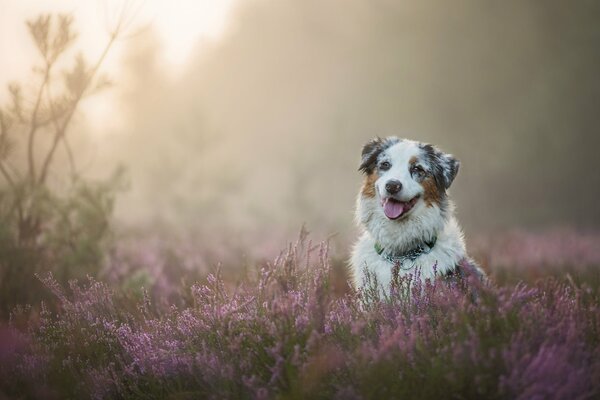 Happy Australian Shepherd dog sitting in the heather