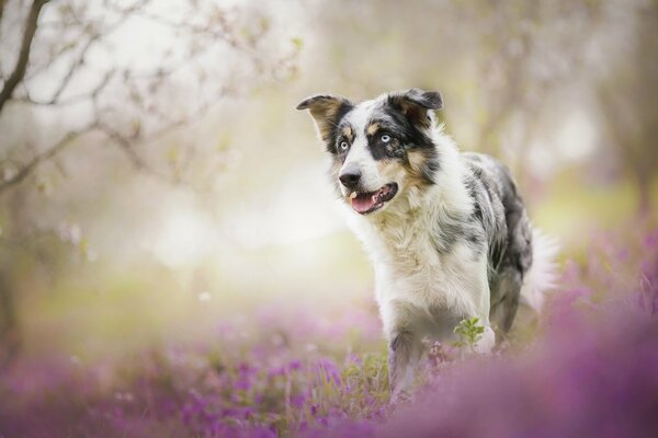 Chien sur fond de fleurs de lavande