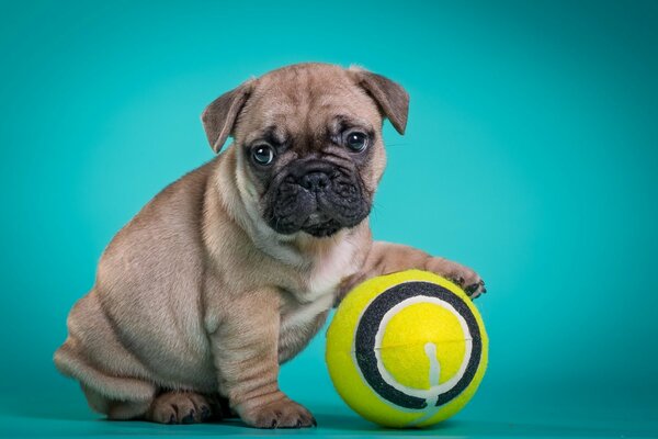 Eine französische Bulldogge wird mit einem Ball gespielt