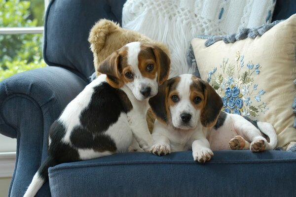 Two spotted puppies on a blue armchair