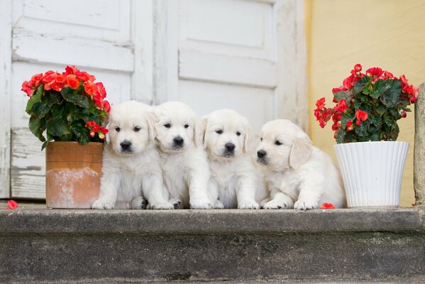 Cuatro cachorros en el porche con flores