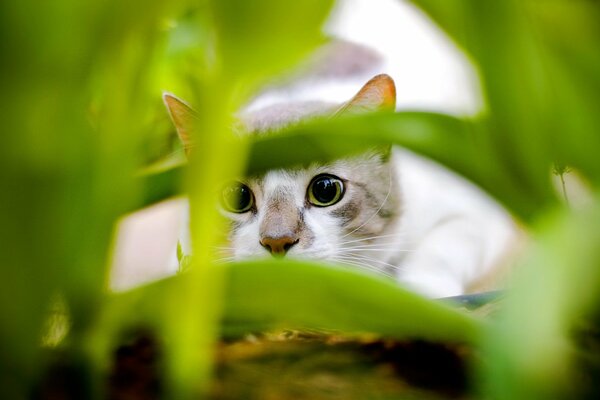 Chasseur de chat caché parmi les feuilles vertes