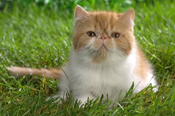 Rothaarige Katze auf dem grünen Rasen