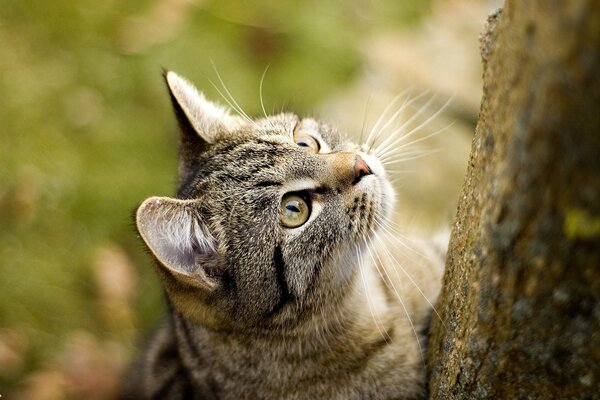 Chat grimpe sur un arbre