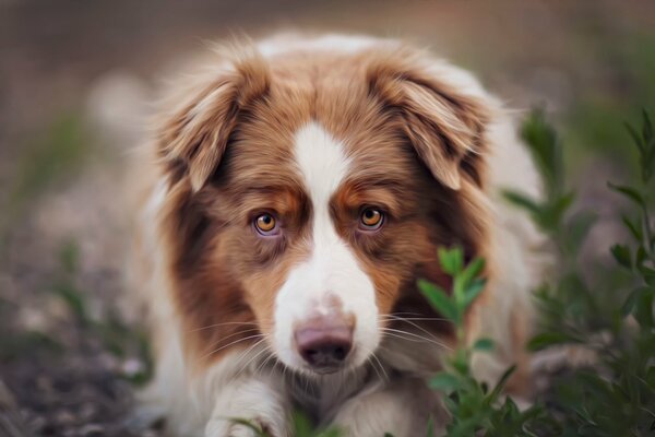 Chien roux dans l herbe