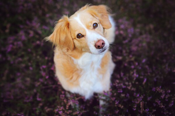 Ein weißer Hund schaut in die Kamera vor einem Hintergrund von violetten Blumen