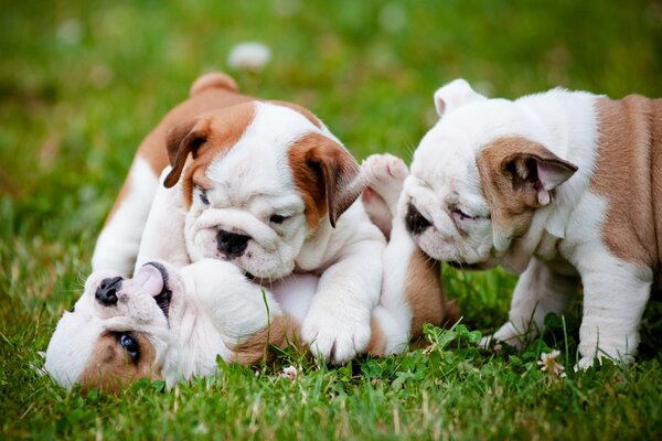 Three bulldogs are playing on the grass