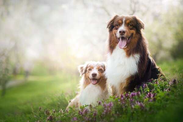 Ein Paar Hunde in der sommerlichen Natur