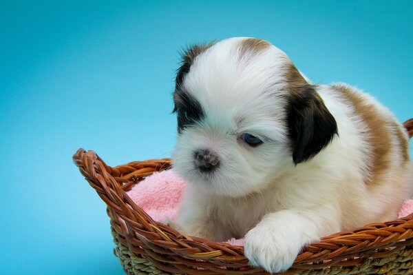 Cute shih tzu puppy in a basket posing for a photo