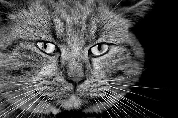 Chat regarde dans les yeux avec tristesse