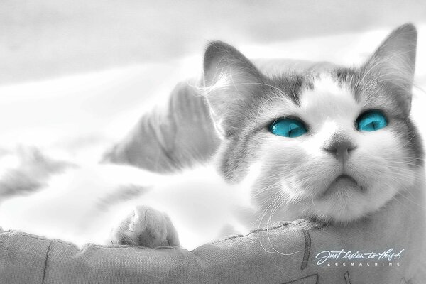 Yeux de chat en turquoise