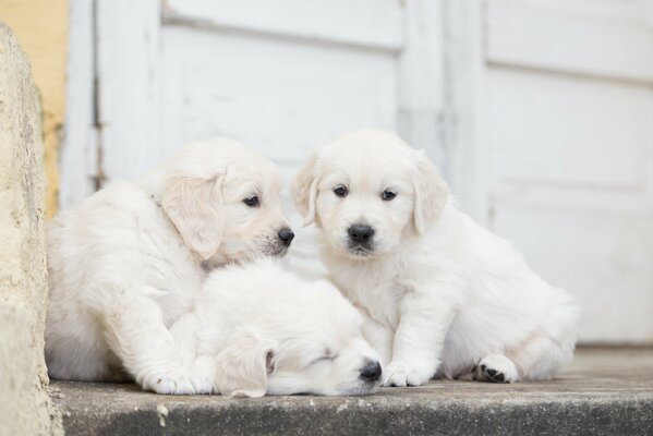 Trio de chiots se reposer sur le porche