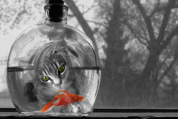 Gatto e pesce rosso in una bottiglia