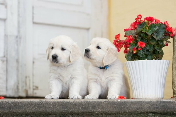 Un par de cachorros blancos y una flor