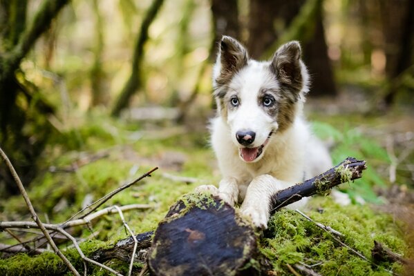 Ein fröhlicher Spaziergang eines Welpen im Wald