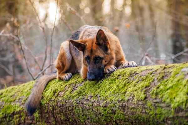 Cute shepherd dog breed in nature