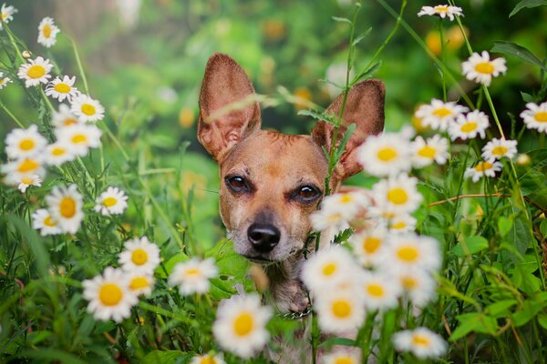 Museau en marguerites. Chien aux fleurs sauvages