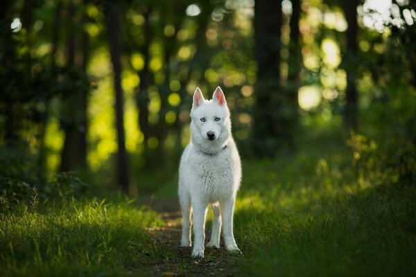 Ein weißer Hund schaut direkt in den Wald