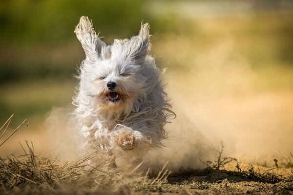 Perro peludo divertido de la raza haban Bichon