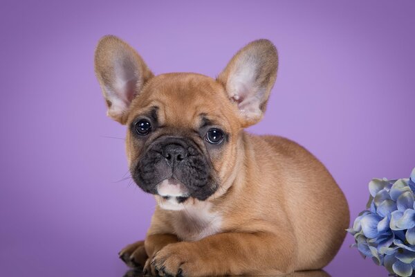 Chiot français se trouve près des fleurs