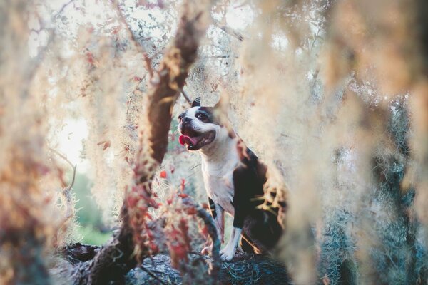 Hund mit ausgestreckter Zunge in der Natur