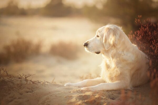 Der Golden Retriever liegt im Sand