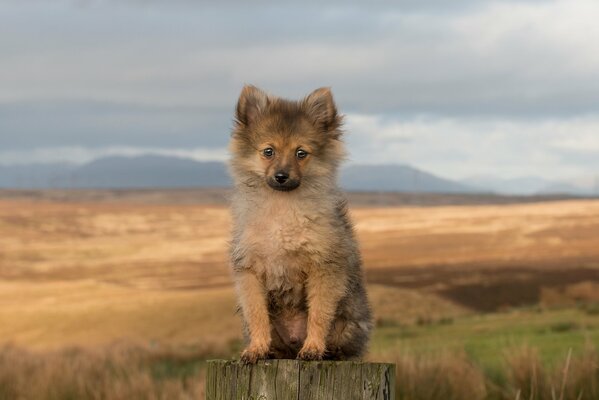 The sad look of a puppy looking for a friend