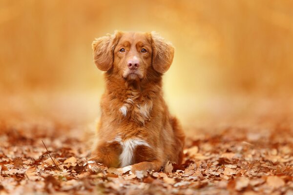 Beautiful dog with hanging ears in the autumn forest