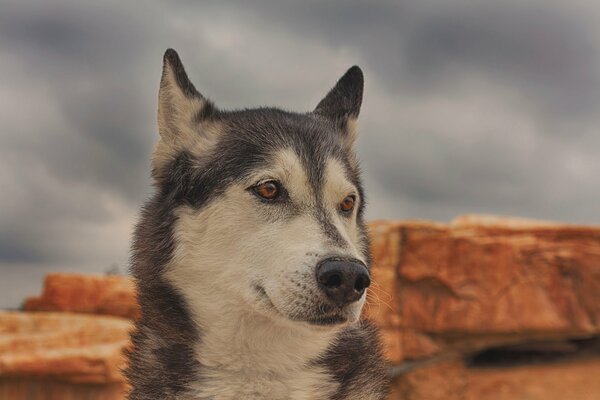 Husky o sprytnym wyglądzie