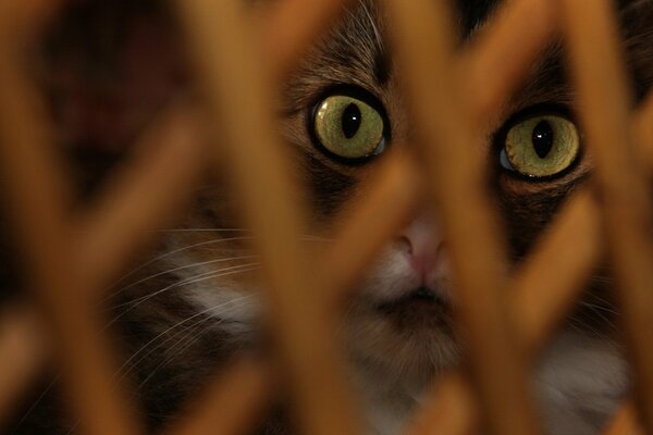 Le chat se cache dans la grille