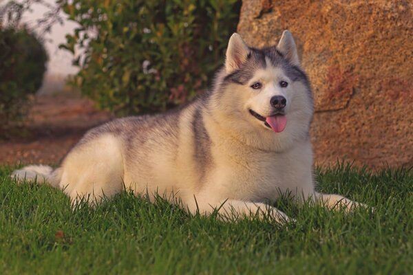 A fat husky on the grass. A dog on vacation