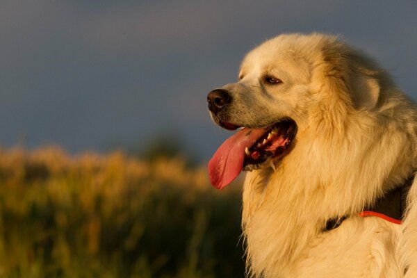 Cane peloso gioioso