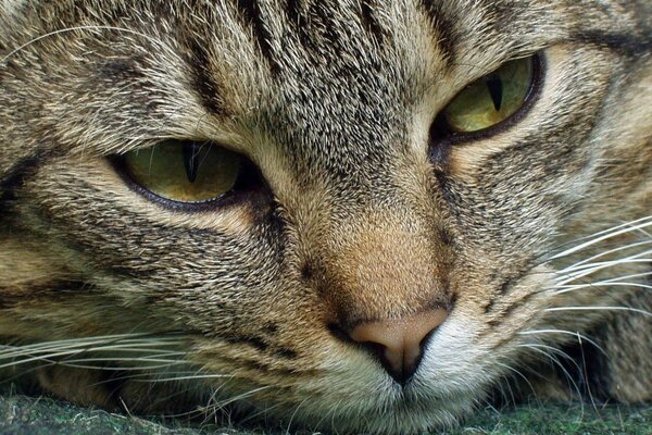 Close-up of a striped cat