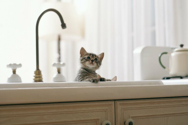 Chaton mignon en attente d une goutte d eau