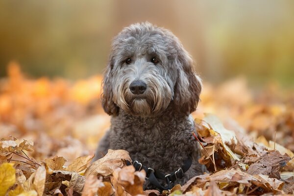 Perro en el follaje de otoño