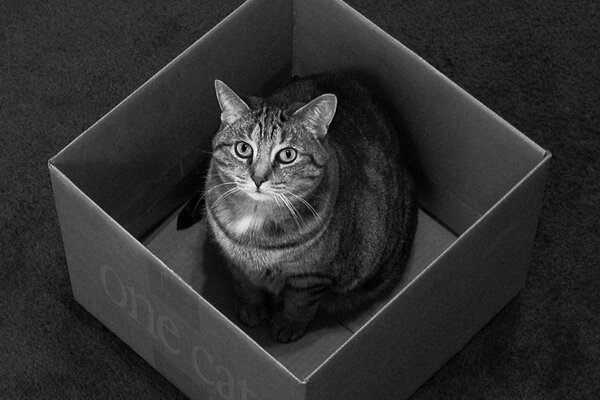 Sad cat in a black box