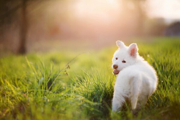 Chiot à fourrure blanche dans l herbe