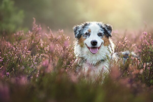 Happy Australian Shepherd dog lies in flowers