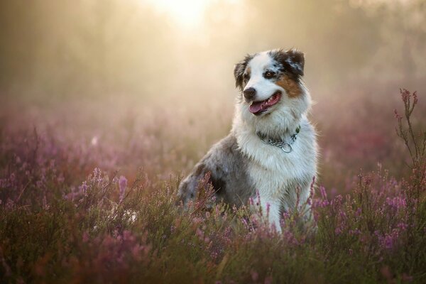 Happy Australian Shepherd dog sitting in flowers