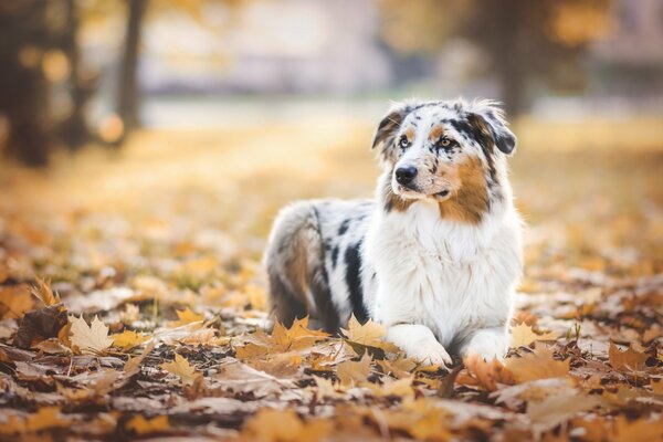 Le chien est le meilleur ami de l homme