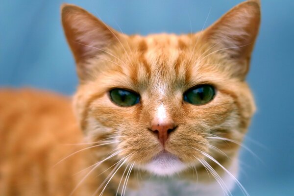 Vista de la cara de gato pelirroja descarada