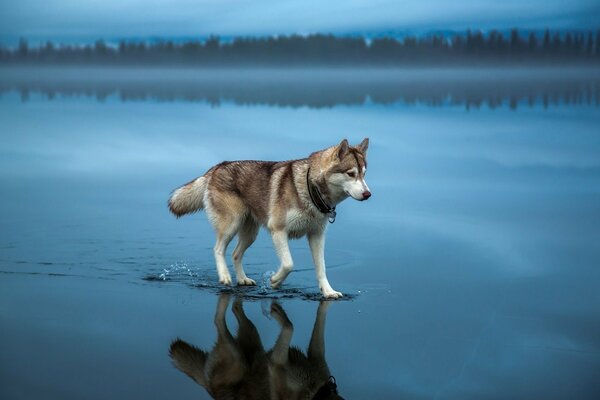 Schöner Naturhund und Wasser