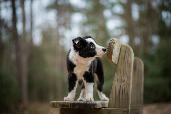 A clear view of the dog into the distance