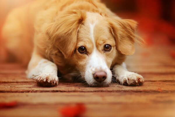 Der Hund liegt und schaut niedlich in die Kamera