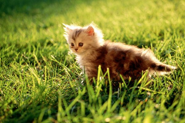 Green background, grass itself, a gray kitten on it