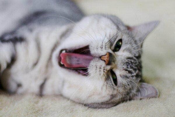 Gatto sbadigliante sdraiato sul letto