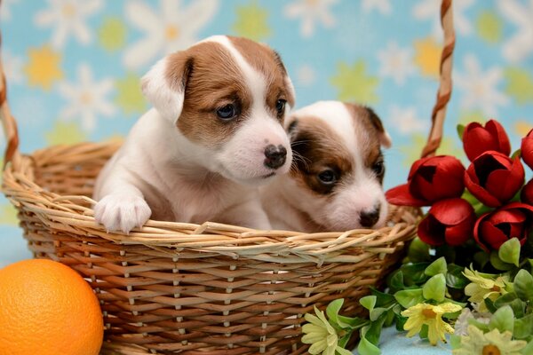 Puppies in a basket with oranges