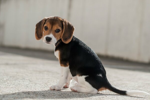 Sad beagle puppy is sitting on the asphalt