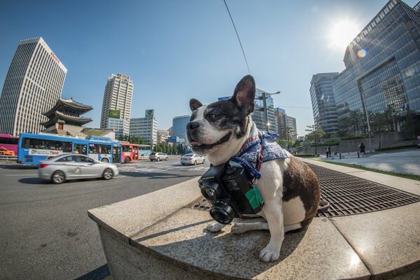 Cool dog photographer on a walk