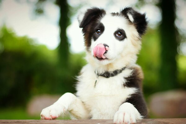 Border Collie Hundewelpe steckte die zunge auf dem Foto aus